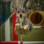 Chacalita-Jimenez-Agility (2)